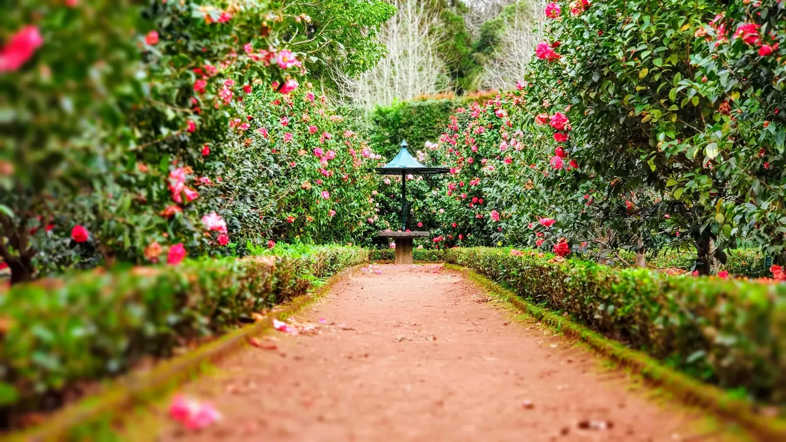 Trimmed hedges lining a garden path.