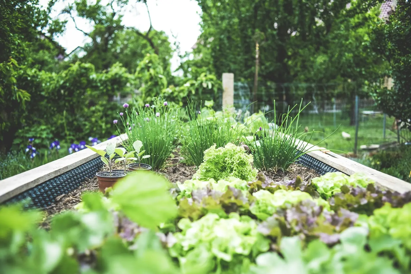 A raised garden bed filled with herbs and leafy greens.