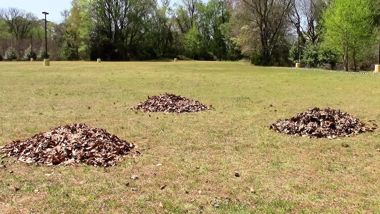 Piles of gathered leaves sitting on dormant turf.