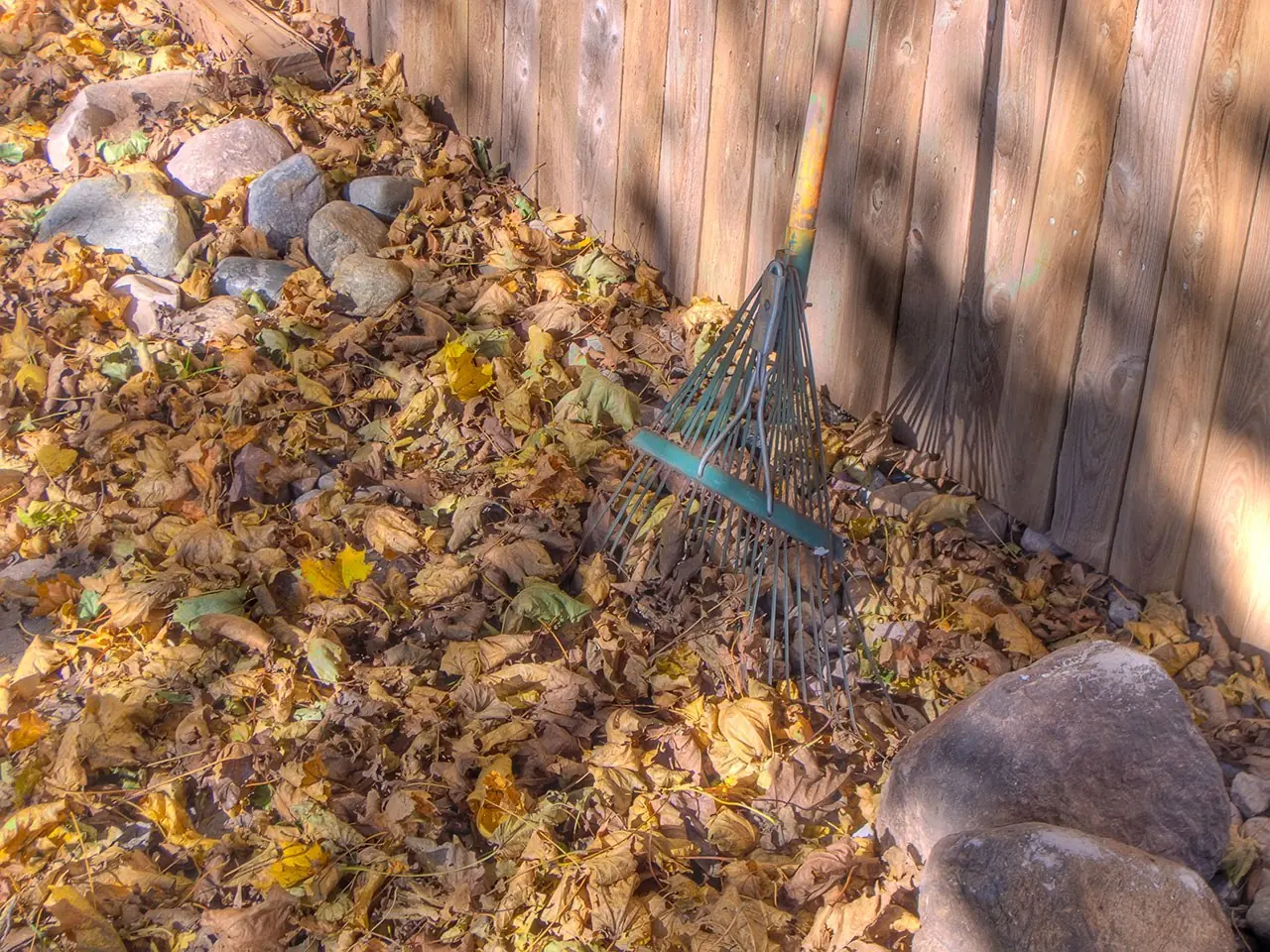 A rake resting in fallen leaves beside a wooden fence.