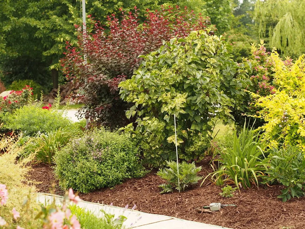 Shrubs set in dark hardwood mulch along a walkway.