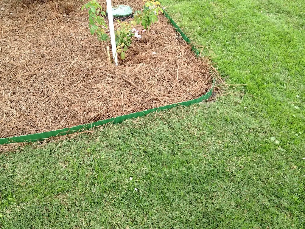 Pine straw in a bed edged against a green lawn.