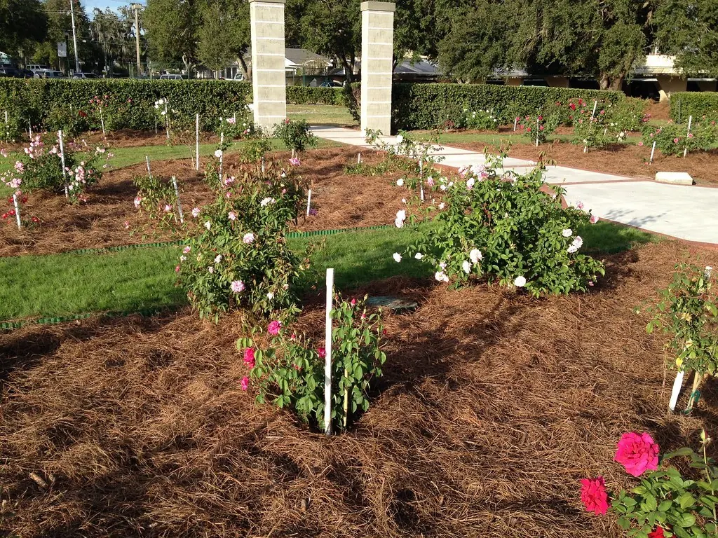 Rose beds covered in a fresh layer of pine straw, with a lawn and hedge beyond.