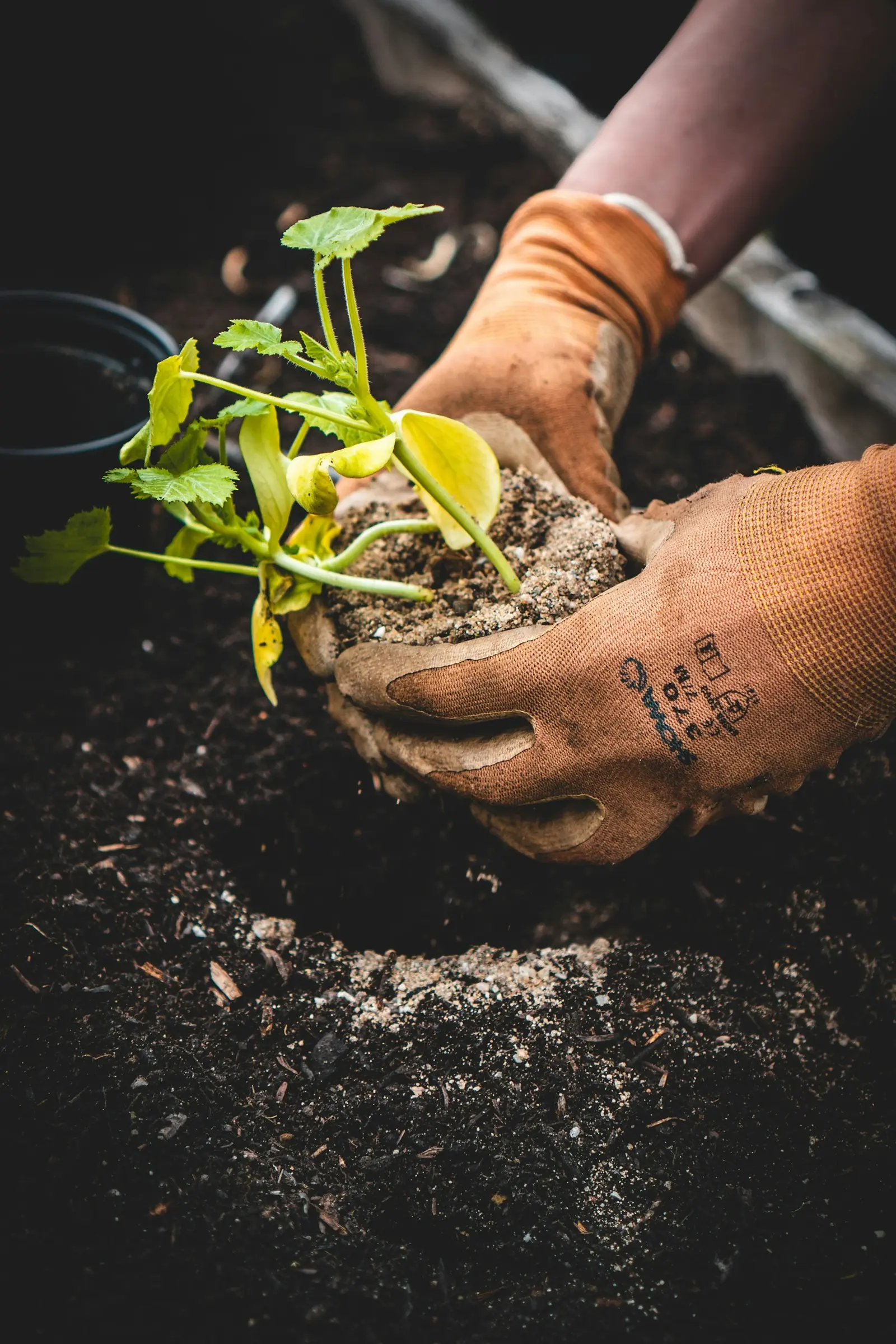 Gloved hands setting a small plant into dark soil.