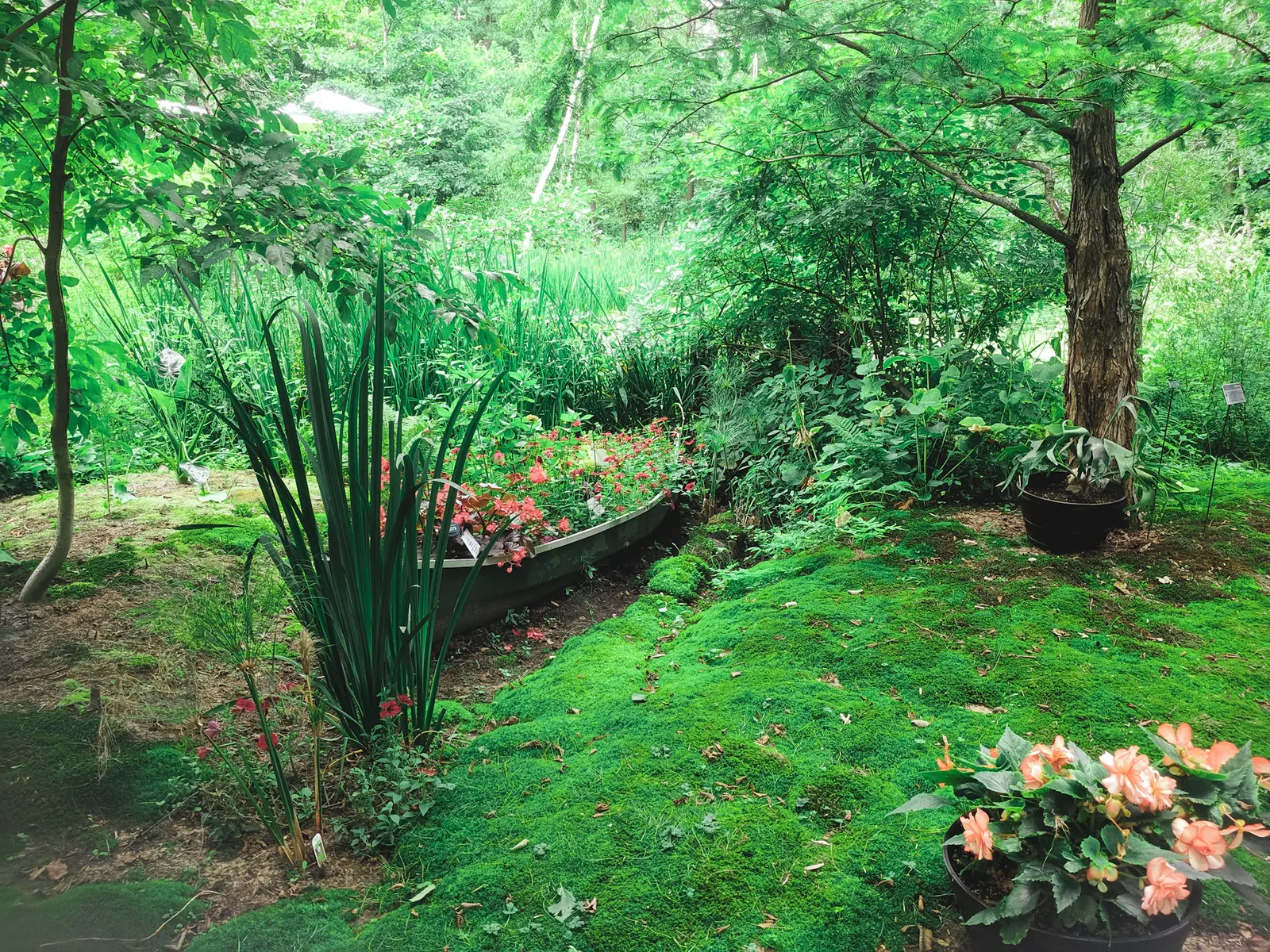 A shaded garden bed with leafy plants and flowers.