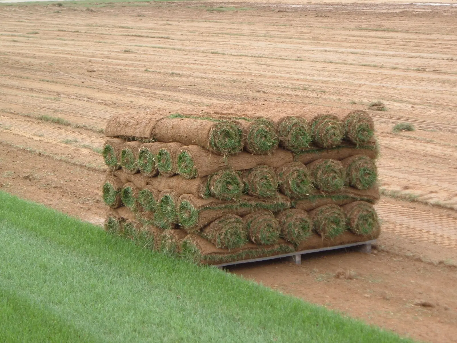 Rolls of harvested sod stacked on a pallet at a turf farm.
